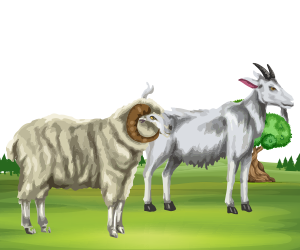 Sheep-and-Goat